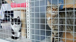 Vor allem Katzen landen aktuell im Dallauer Tierheim. Dort gibt es sogar eine Warteliste für Tiere, die abgegeben werden sollen.