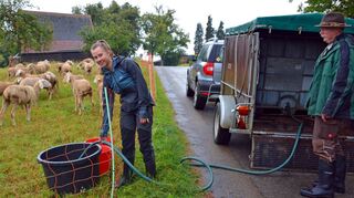 Vor dem Frühstück Melken, danach Trinkwasser auf die Weiden bringen: Ans Frühaufstehen hat sich Lena (15) schon gewöhnt, Franz Schmidberger ist mit seiner jungen „Praktikantin“ zufrieden.