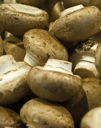 Keine Champignon-Produktion in Gissig-heim: Die Firma Pilzland hat sich für einen anderen Standort entschieden.
