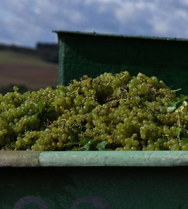 Die Bottiche sind gefüllt.