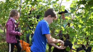 Magdalena, Lukas und Maximilian Baumann helfen gerne bei der Lese der Schwarzriesling-Trauben. Die Ernte ist derzeit im Taubertal im vollen Gang.