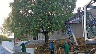 Arbeiten im Außenbereich der Taubertalhalle vor wenigen Tagen: Der Zugang zum neuen Nord-Eingang wurde gestaltet; der Baum aus dem Bestand wird erhalten.