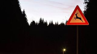 Achtung Wildwechsel: Besonders in der Dämmerung steigt die Gefahr, dass an und auf der Fahrbahn Wildtiere auftauchen.