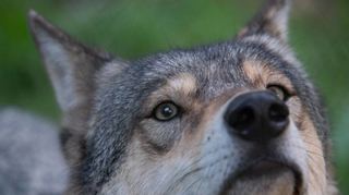Rund acht Jahre hat Hans-Peter Scheifele noch bis zur Rente. Er ist überzeugt, dass sich bis dahin im Main-Tauber-Kreis Wölfe fest ansiedeln.
