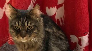 Wahrscheinlich stammt der Rassekater aus dem Ausland. Er wurde in einem Karton vor dem Tierheim ausgesetzt, befreite sich daraus und konnte erst etliche Tage später völlig verwahrlost und abgemagert wieder aufgegriffen werden. Jetzt hat er im Tierheim Theodora Brand ein neues Zuhause gefunden.