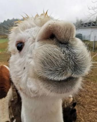 Neugierig schaut Camel in die Kamera.