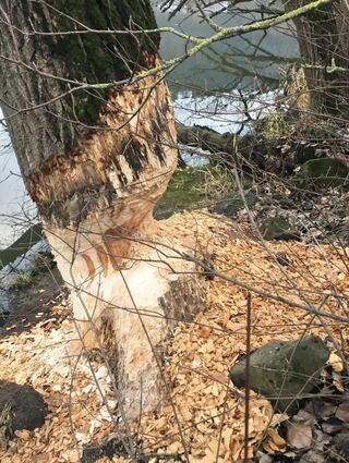 Biber knabberten an Bäumen auf der Kreuzwertheimer Seite.