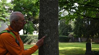 Im Park rund um die Laudaer Marienkapelle findet Professor Dr. Roman Türk vielfältige Flechtenarten mit wunderschöner Ausprägung.
