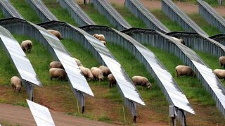 Schafe vertragen sich gut mit Solaranlagen. Die Flächen zwischen den Modulreihen sollen auch im Solarpark „Hof Birkenfeld“ auf der Gemarkung Pülfringen beweidet werden.