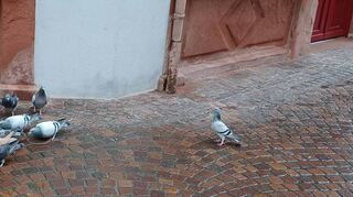 Tauben füttern ist in der Wertheimer Altstadt verboten. Diese „Futterstelle“ wurde jüngst am Eichelgassenkreuz entdeckt.
