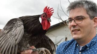 Hahn Richard mit seinem typischen Kronenkamm.