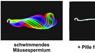 Ein schwimmendes Mäusespermium mit und ohne die Pille für den Mann.