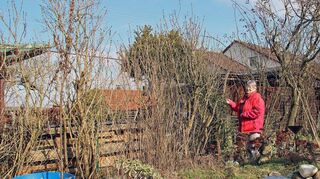 Gerlinde Rudoletzky entdeckt bereits die ersten Knospen an ihrer noch kahlen Sichtschutzhecke.