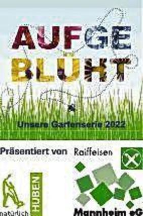Ungefüllte Rosenblüten laden Bienen zum Nektarsammeln ein.
