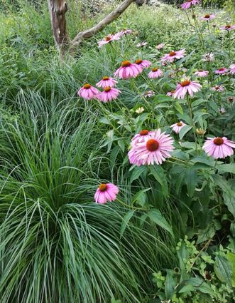 Da das Ziergras und das Laub des Scheinsonnenhutes (Echinacea) denselben Grünton zur Schau tragen, scheinen die rosafarbenen Blüten regelrecht über dem Beet zu schweben.
