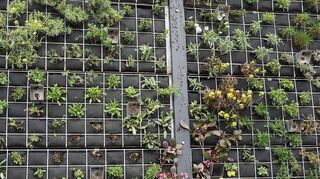 Die Gabionenwand ist mit Pflanzen und Nisthilfen für Insekten bestückt.