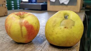 Äpfel mit Schäden, die durch Frost entstanden, sind in der Regel genauso gesund und schmackhaft, werden aber aus optischen Gründen von keinem Markt aufgekauft.