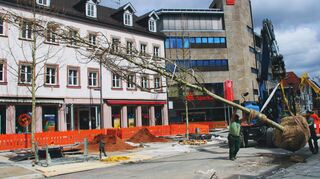 Spektakuläre Aktion: Das Pflanzen der Platanen auf dem Tauberbischofsheimer Sonnenplatz war in jeder Beziehung ein Kraftakt.