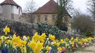 Ein Blütentraum! Der Frühjahrsflor entfaltet seine volle Pracht.