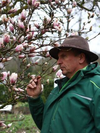 Frühlingsduft: Chefgärtner Roger Herrmann bei einer Tulpen-Magnolie im Kurpark.