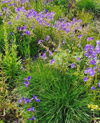 Je mehr die Bedingungen im Garten den natürlichen Lebensräumen der Gewächse entsprechen, umso kräftiger und gesünder entwickeln sie sich.