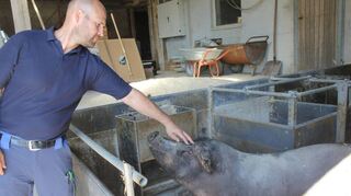 Liegt die Zukunft für Schweinemäster Lars Unangst in der Direktvermarktung? Der 45-Jährige plant, die wertvollen Iberico-Schweine zu züchten und deren Fleisch direkt zu vermarkten.