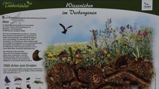 Der Streuobstwiesenlehrpfad zwischen Dittigheim und Tauberbischofsheim wurde durch das Leader-Regionalbudget ermöglicht.
