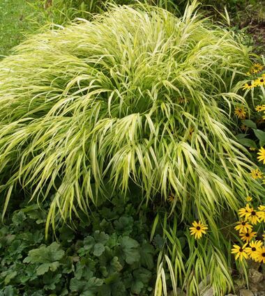 Japanisches Berggras (im Bild: Hakonechloa macra „Aureola“) wird am besten von April bis Juni angepflanzt.