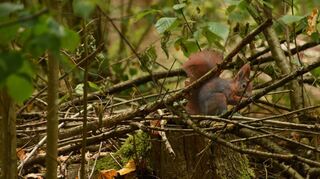 Der Schleichpfad für Kinder ist noch im Entstehen. Interessante Entdeckungen kann aber schon jeder machen. Gesponsert wurde er von Kiwanis.