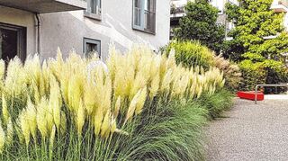 Bodendecker müssen nicht unbedingt bodennah wachsen: Zu den Giganten, die sich entsprechend einsetzen lassen, gehört beispielsweise das Pampasgras.