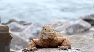 Besucher haben nur Statistenrollen auf den Galapagosinseln: Die Bühne gehört den Seelöwen (oben links), den Landleguanen (Mitte), den Sattelschildkröten (rechts) und ihren vielen besonderen Mitbewohnern.