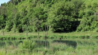 Feuchtbiotope – wie beispielsweise hier am Wachbach in Neunkirchen – spielen eine große Rolle bei den städtischen Biodiversitäts-Projekten.