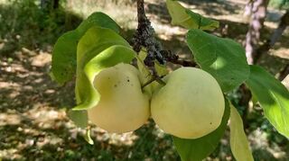 Klaräpfel sind bereits reif und können geerntet werden.