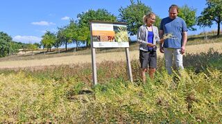 Landwirt Christian Böres und Dr. Carola Blessing sind neugierig, wie sich die Kichererbsensorten auf dem Versuchsfeld des Landwirtschaftlichen Technologiezentrums Augustenberg in Karlsruhe entwickelt haben. In Kürze kann geerntet werden.