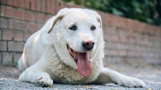 Auch Tiere leiden unter den hohen Temperaturen und kommen nicht immer alleine damit klar.
