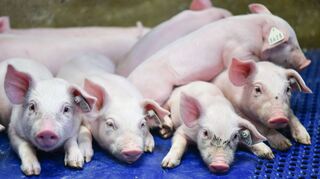 Das Land Baden-Württemberg investiert in die Landesanstalt Schweinezucht in Boxberg-Windischbuch mehr als 4,5 Millionen Euro.
