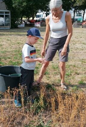 Zunächst musste der Flachs geerntet werden.