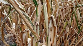Auf vielen Feldern ist der Mais auch in der Region vertrocknet. Für die Landwirte bedeutet dies weitere nicht unerhebliche finanzielle Einbußen.