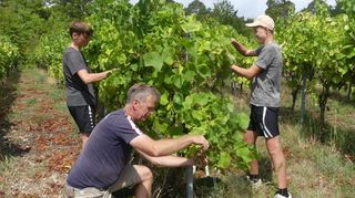 Der Vorstand der Weingärtnergenossenschaft (WG) Markelsheim, Michael Schmitt, hier bei der Lese in der Lage „Roggenberg“. Er erwartet in der Menge ein mittlere Ernte und in der Qualität einen guten 2022er Wein.