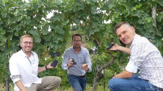 Die Verantwortlichen der Winzergenossenschaft (WG) Beckstein, Vorstand Michael Braun (Mitte), Kellermeister Florian Döller (links) und der Mann fürs Marketing, Michael Spies (rechts), prüfen gemeinsam fürs Foto in den Weinbergen den Reifegrad der Trauben.