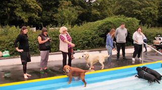 Sowohl hohe Nachfrage und durchweg positive Resonanzen als auch Besucher aus der ganzen Region konnten am Dienstag beim ersten Hundeschwimmen im Terrassenfreibad verzeichnet werden.