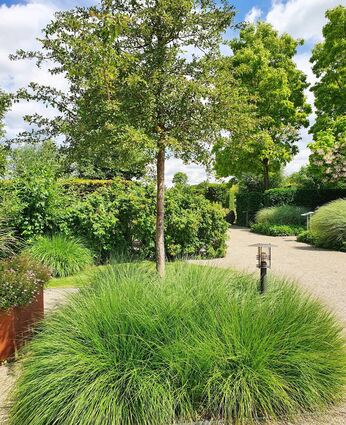 Auch mit Gräsern lässt sich ein harmonisches Gesamtbild erzeugen.