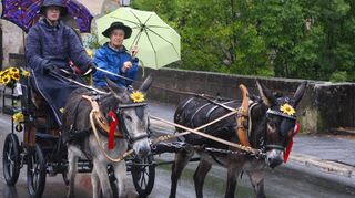 Links: Eine echte Eselei, bei dem Wetter eine Ausfahrt zu wagen. Rechts: Dem Regen trotzten Tier und Mensch – auch vor dem Spital in der Innenstadt.