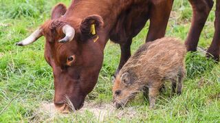 Wildschwein-Frischling Frida fühlt sich bei den Rindern sichtlich wohl.