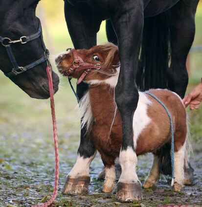 Shetland-Pony Pumuckel ist nur 50 Zentimeter hoch.