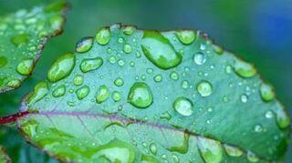 Wertvolles Regenwasser.