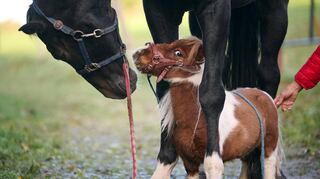 06.10.2022, Nordrhein-Westfalen, Breckerfeld: Shetland-Pony Pumuckel steht zwischen den Hufen von Wallach Ron-Sheer. Das drei Jahre alte Tier mit einer Schulterhöhe von nur 50 Zentimetern ist zum Therapiepferd ausgebildet und erfreut Kinder und Senioren. Die Reitlehrerin Weidemann will ihr XS-Pferd ins Guinnessbuch der Rekorde eintragen lassen. Foto: Bernd Thissen/dpa +++ dpa-Bildfunk +++