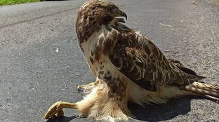 Ein Bussard sitzt angeschlagen auf der Straße. Auch in der Region werden zahlreiche Greifvögel gefunden, die sich verletzt haben. Die Pflegestation, zuständig auch für die Kreise Main-Tauber und Neckar-Odenwald, ist hier der richtige Ansprechpartner. Bei der Bergung der Tiere sollte man aber vorsichtig sein.