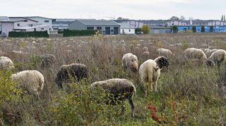 Im Winterhalbjahr tummeln sich auf dem Gelände, das der Natur auf dem Reinhardshof überlassen bleibt, etwa 800 Schafe. Sie bilden das “Rückgrat“ der Pflege.