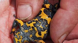 Eine Gelbbauchunke auf dem Reinhardshof.